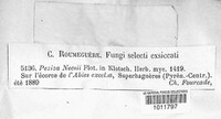Ombrophila neesii image
